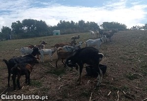 Vrias cabras
