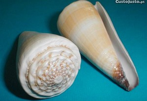 Búzio - Conus distans 6-7cm-conj.20pçs