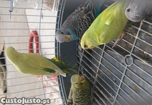 Periquitos