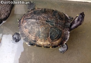 Tartaruga