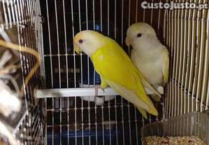 Casal de agaprnis