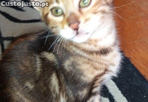 Bengal Marbale exótico