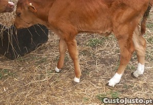 Bezerro  macho