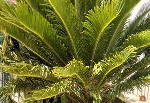 Palmeira Cycas Revoluta