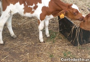 Bezerro  macho