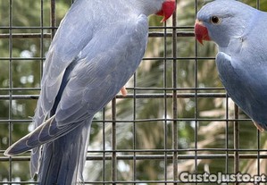 imagem_3