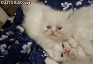 imagem_3