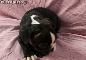 imagem_5