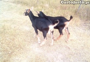 imagem_3