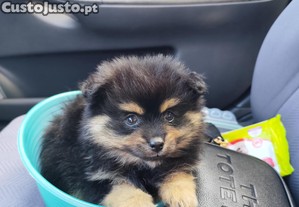 Spitz Alemo ano/ Lulu da Pomernia