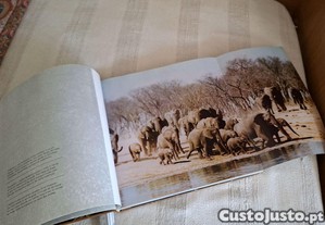 imagem_8