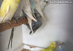 imagem_1