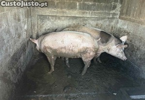 Porcas para matanca ou criao!