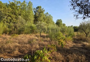 Terreno Rstico em Sato, Soalheira, Fundo, Potencial nico