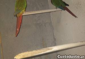 imagem_1