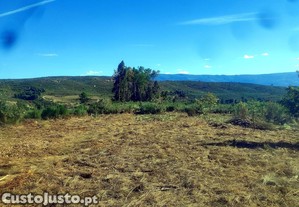 Roçagem, Abate e Poda de Árvores em Sátão | Serviços Florestais