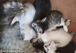 Gatinhos Para Adoo