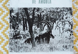 A Grande Fauna Selvagem de Angola