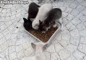 imagem_3