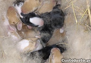 imagem_1