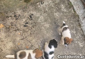 Jack Russell