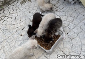 imagem_4