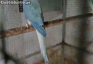 Casal  de violeta cc