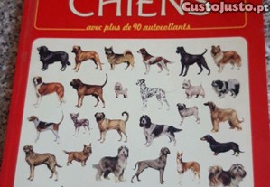 imagem_4