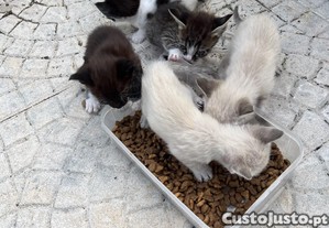 imagem_2