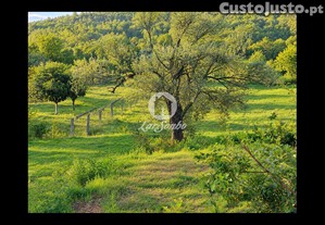 imagem_13