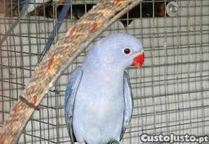 imagem_1