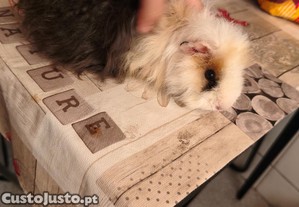 imagem_2