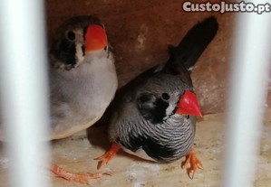 imagem_1