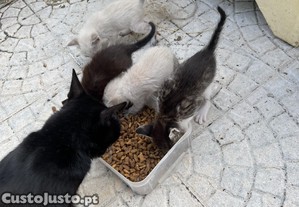 imagem_8
