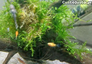 imagem_4