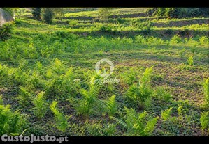 imagem_20