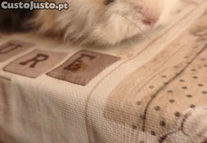 imagem_3