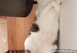 Ofereo gatinho de ovos verdes vacinado
