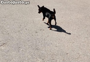 Pinscher macho adulto