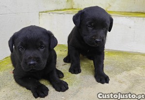 imagem_5