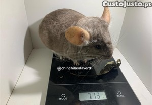 Chinchila F�mea Heterobege