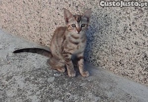 doao gato / gatinho bebe