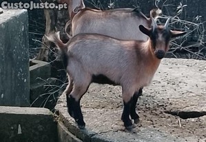 Cabritas An�s Jovens e domesticadas