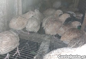 imagem_1