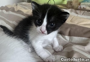 Gata para adoção. Nasceu em 20 maio