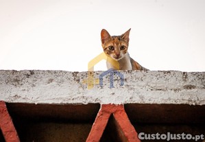 imagem_6