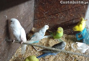 imagem_2