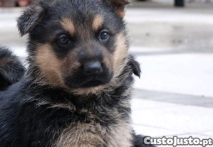 Pastor alem�o macho