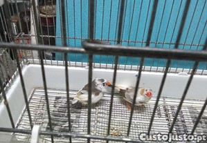 Tenho estes mandarins