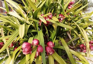 Orquídeas em vasos e outras plantas